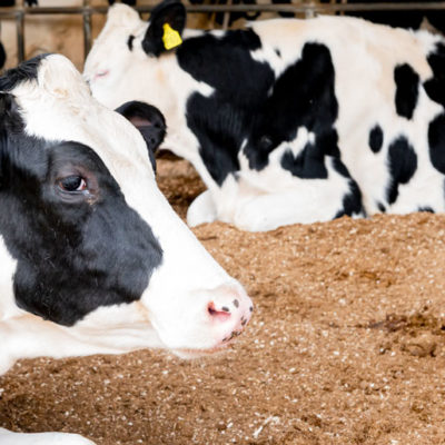 出雲崎町周辺の酪農家が生産した生乳を使用