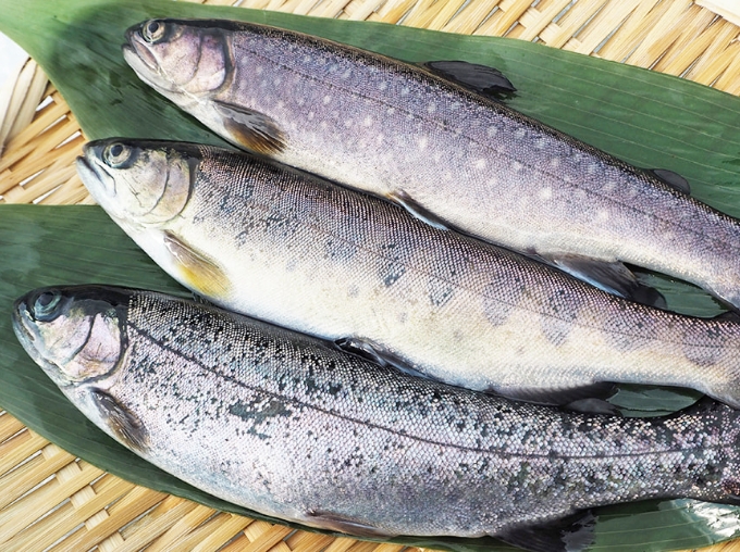 新潟産 冷凍川魚（ニジマス・イワナ・ヤマメ）