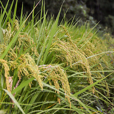 減農薬・減化学肥料で育てた特別栽培米