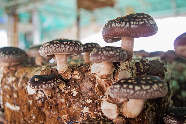 菌床栽培で育った肉厚でジューシーな椎茸を使用