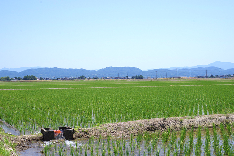 米どころ新潟でも希少な新品種のお米