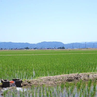 濃厚な味わいともっちり食感が人気のコシヒカリ