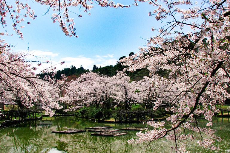 五泉名物の桜を「香り」で楽しむ化粧品