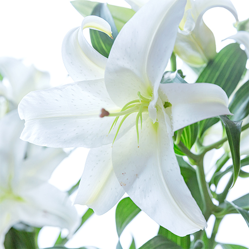 信州産 カサブランカ 白・桃色 Amazon.co.jp: ピンク カサブランカ