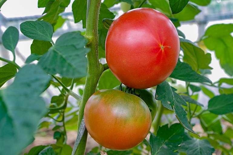 新鮮なトマトを畑からお届けします