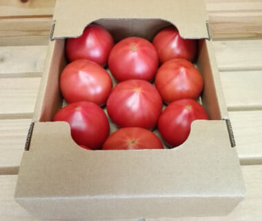 新潟産大玉トマト