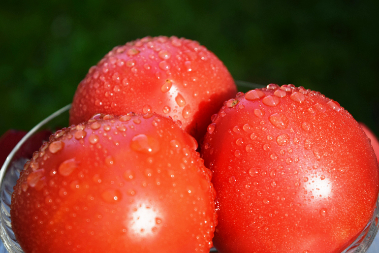 「完熟もぎ」で収穫！食味に優れた大玉トマト
