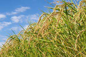 1. 新潟県の認証米「特別栽培米」であること