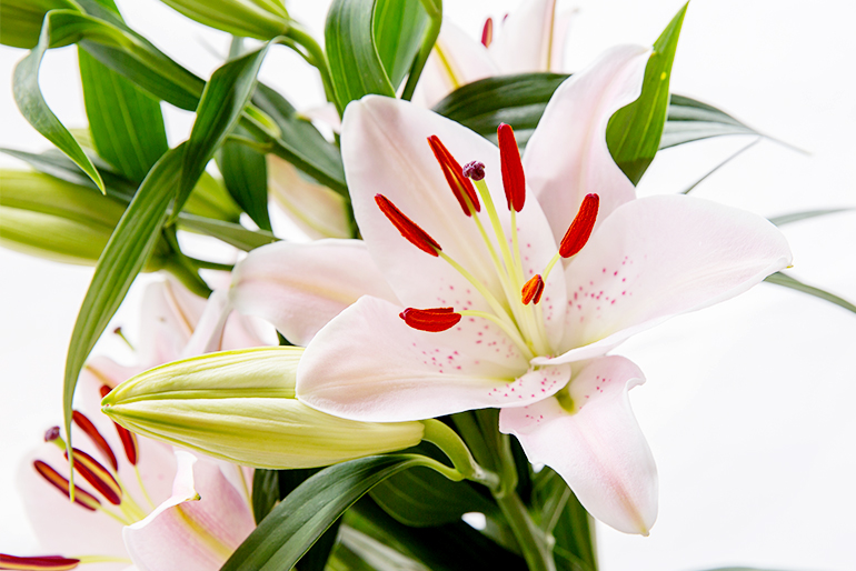 「切り花生産量全国トップクラス」の新潟で育つ美しい花