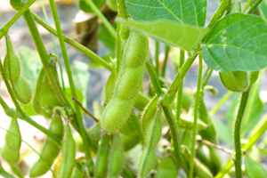 1. 枝豆 早生品種：7月上旬～7月下旬