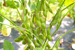 3. 枝豆（長岡一寸）：9月中旬～9月下旬