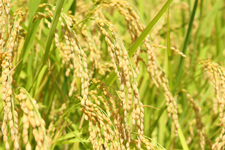 食べる人の安全にも配慮した米作り