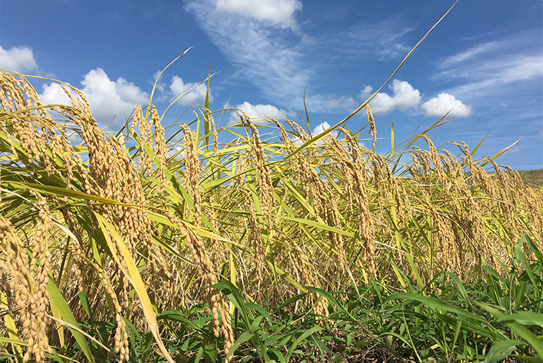 恵まれた気候と風土が美味しいお米を育む