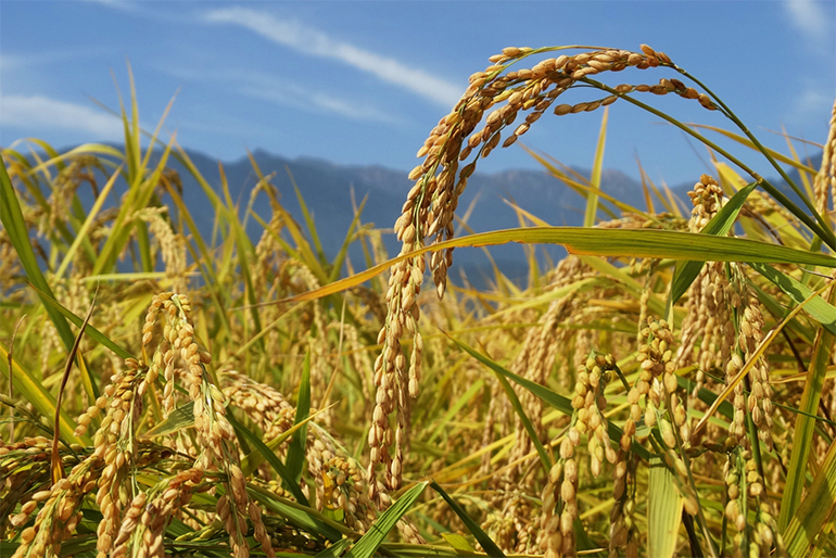 食の安全にこだわった、特別栽培米