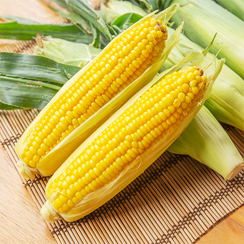 新潟直送計画】津南産 鬼もろこし（スイートコーン・とうもろこし