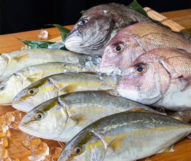 予約注文：寺泊産 真鯛の鮮魚セット