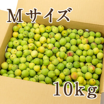 新潟県産 生梅「越の梅」Mサイズ 10kg