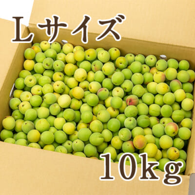 新潟県産 生梅「越の梅」Lサイズ 10kg