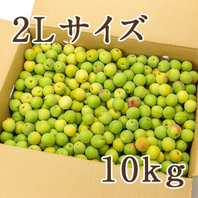 新潟県産 生梅「越の梅」2Lサイズ 10kg