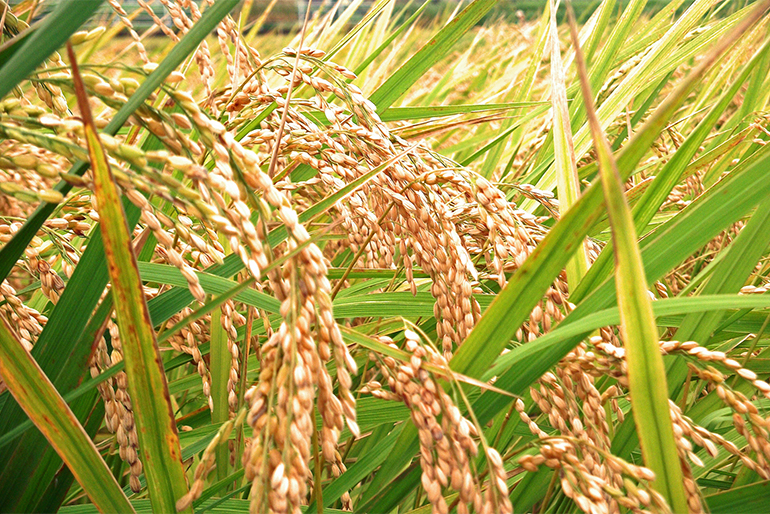 稲自身を強くし、農薬の使用を抑えた栽培に取り組む