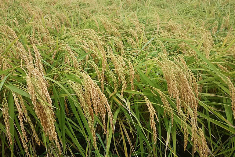 のうランドの特別栽培米「コシヒカリ」