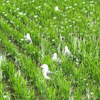 鳥が虫を食べに来るほど生き物の多様性が豊か