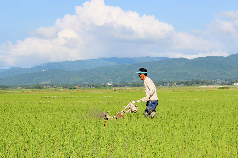 丁寧な草取りは土壌を耕し、通気性を良くします
