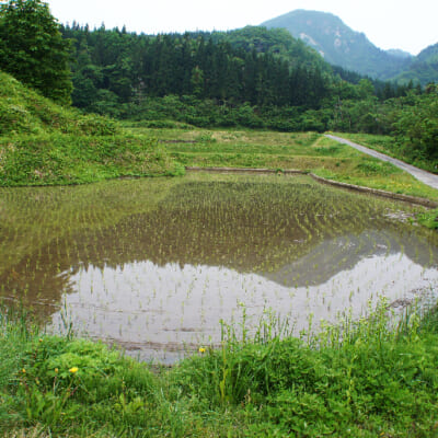 純度の高い黒米に育つ山々の環境