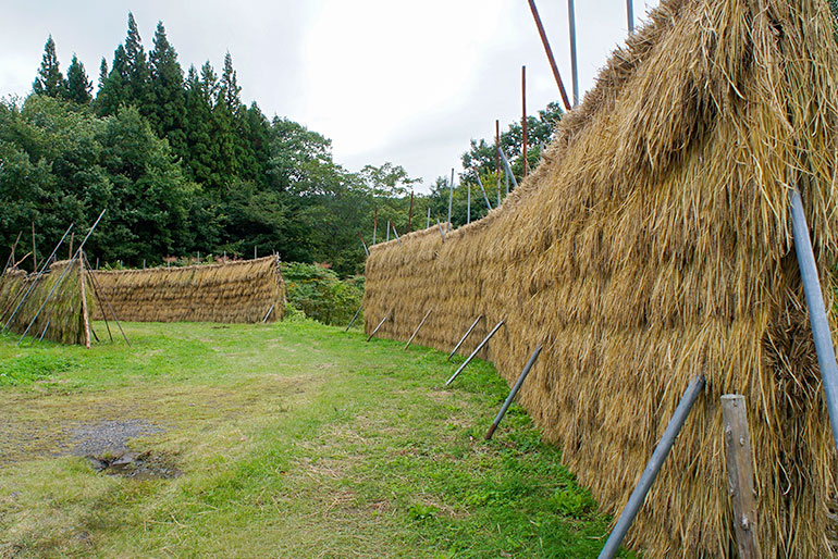 山間部の自然と手仕事が詰まった、黒米づくり