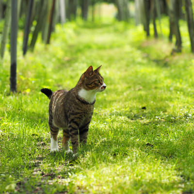 愛猫を安心して遊ばせられる、自然に近い果樹園