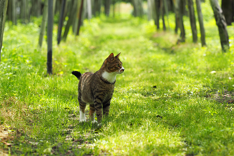 愛猫を安心して遊ばせられる、自然に近い果樹園