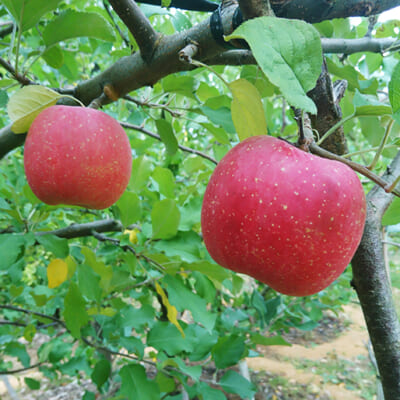 佐渡島の恵みを受けて育ったりんごを使用