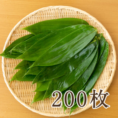 下田産 笹の葉 200枚