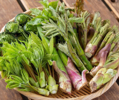 予約注文：新潟県産 天然山菜の詰め合わせ