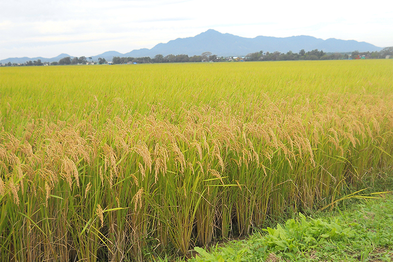 有機肥料を使った特別栽培米