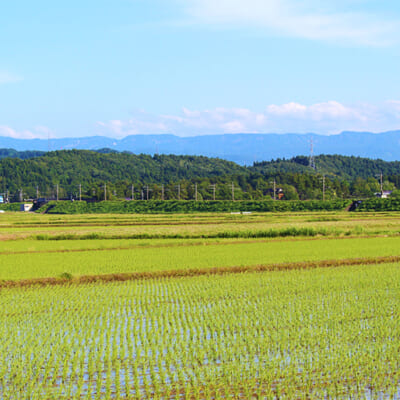 雪解け水の恩恵を受けた米栽培