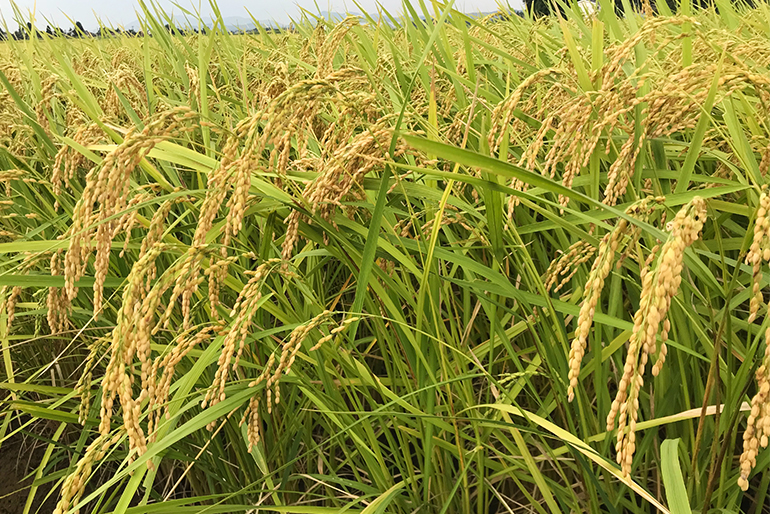稲の成長に合わせ、肥料成分を微調整