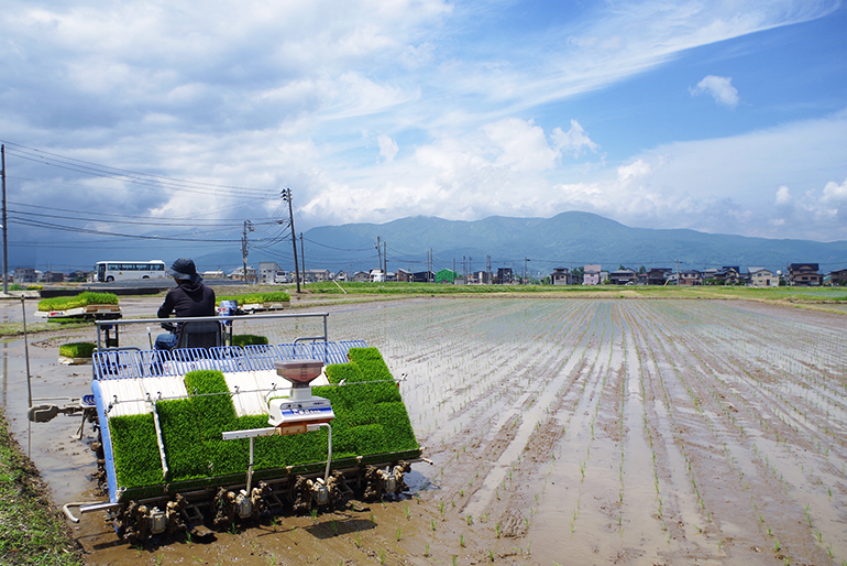 雪解け水の恩恵を受けた米栽培