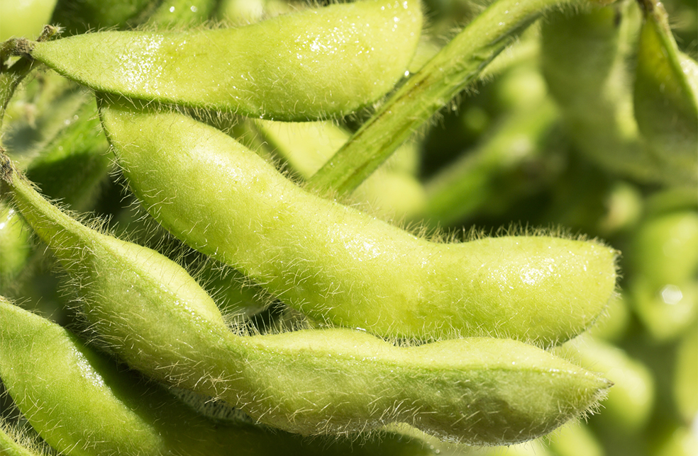 新潟直送計画】新潟県産 枝豆「伊彌彦えだまめ」 – JA新潟かがやき
