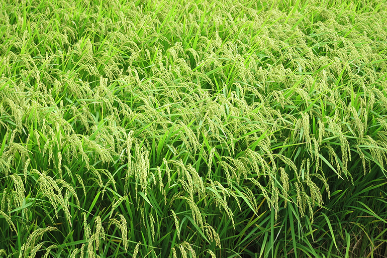 農薬や化学肥料を抑えた「特別栽培米」