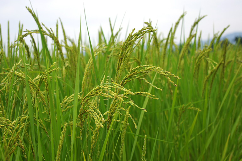 農薬・化学肥料の使用を5割減らした「特別栽培米」を使用