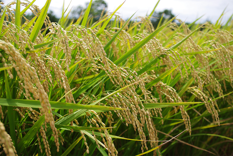 美味しいお米を実らせるミネラル豊富な肥料