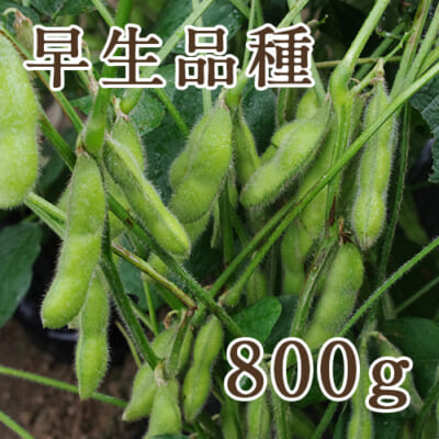 新潟県産 冷凍枝豆 早生品種 800g