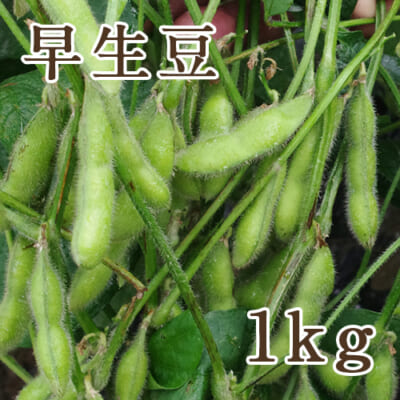 新潟県産 枝豆 早生豆 1kg