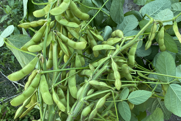 ブランド枝豆の産地、黒埼地区で採れた「枝豆・茶豆」