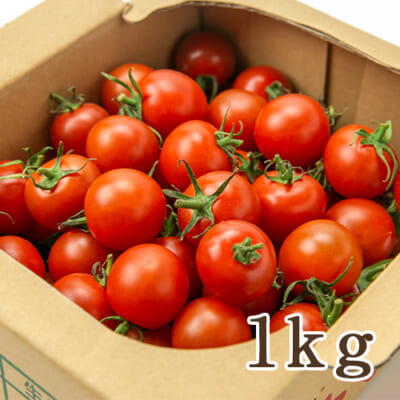 新潟県産 ミニトマト「紅まるこ」1kg