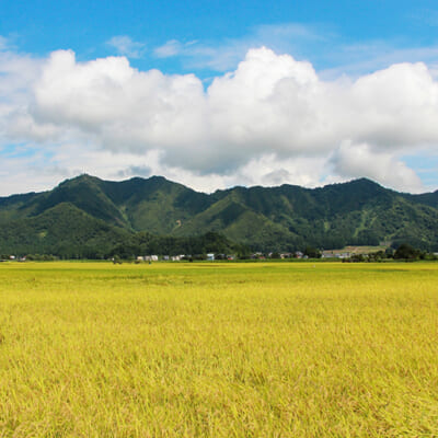 美味しいお米を育てる自然環境