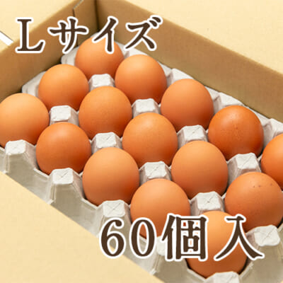 鎌田養生卵 Lサイズ 60個入り