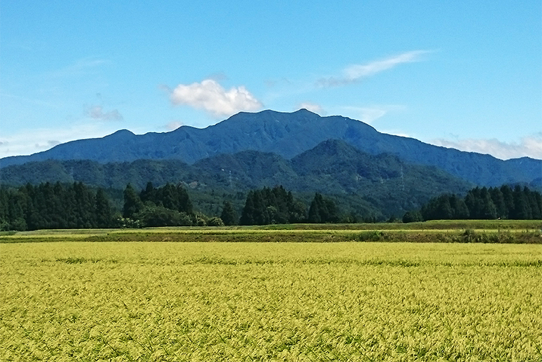 豊かな水源に恵まれた下田地区での米作り