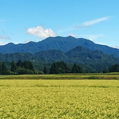 豊かな水源に恵まれた下田地区での米作り